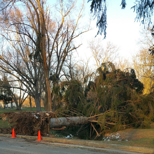High Winds Downs Tree